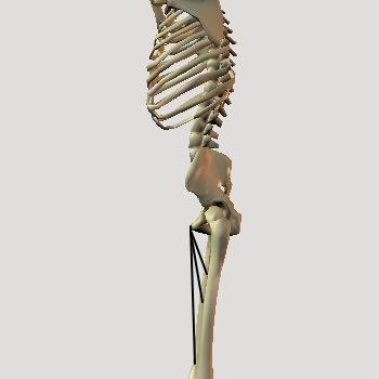 「動きケアⓇQOL大丈夫・体操～一生、自分で歩けるために～